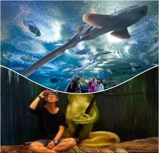 Dolphinarium Pattaya and Under Water World